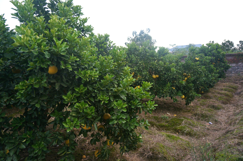 1511947930527067387.jpg DSC06748.jpg